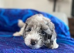 DOODLE PUPPIES!<br/>Goldendoodles, Aussiedoodles,  Bernedoodles, Cockapoos