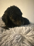 F1 Golden Doodle Puppies<br/>Ready 2/15/26-- 1 female, 2 males