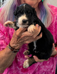 puppies
<br/>Australian Shepherd Puppies