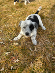 Puppies - Aussie/Border Collie/Cattle Dog/Brittany<br/>Fully Socialized, well-loved farm and family dogs