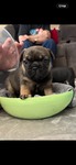French Bulldog Puppies<br/>Frenchies Ready for Your Easter Gift