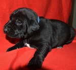 Dogs<br/>Excellent Hybrid Retriever puppies & started dogs available!