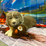 AKC Newfie Puppies<br/>5 of 11 AKC Newfoundland Puppies