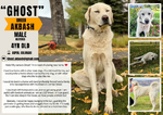 4 yr old male Dog: Akbash<br/>FREE to loving home with fenced land