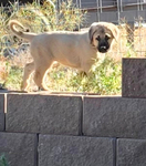 Kangal<br/>Kangal Guardian Puppies