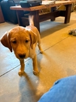 Yellow female puppy 12 weeks old.<br/>Labrador Retriever puppy for sale