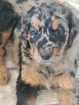 puppy<br/>CKC STANDARD F1 BERNEDOODLE
