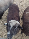 Bucks (Sheep)<br/>7 FREE BUCKS - RARE CVM WOOL VARIETY - DUAL PURPOSE BREED