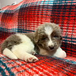 AKC Newfie Puppies<br/>9 of 11 AKC Newfoundland Puppies