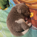 AKC Newfie Puppies<br/>9 of 11 AKC Newfoundland Puppies