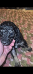 puppy<br/>AKC STANDARD POODLES