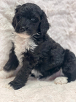 Bernedoodle Puppies<br/>READY NOW & FOR CHRISTMAS