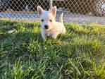 West Highland White Terriers