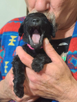 puppy<br/>AKC STANDARD POODLES