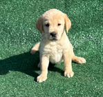 Labrador Retriever<br/>AKC Yellow and Red Fox Labrador Retriever Puppies