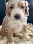 Dog<br/>8 stunning Golden Mtn. Doodle puppies for sale