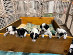 Puppies - Aussie/Border Collie/Cattle Dog/Brittany<br/>Fully Socialized, well-loved farm and family dogs