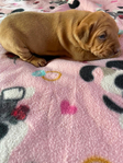 American Bandogge Mastiff Puppies <br/>American Bandogge Mastiff Puppies