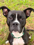 Bishop- a Boxer Mix<br/>Saved from Euthanasia- Needs a Home!
