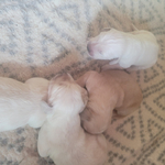 Golden Retriever Pups