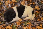Dogs<br/>Excellent Hybrid Retriever puppies & started dogs available!