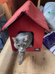 Semi feral cat FREE<br/>Garage/Barn Cat
