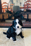 Bernedoodle Mountain Puppies!<br/>Our beautiful Bernedoodle Puppies will be ready to go home to their forever families the week of July Fourth!