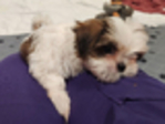 PUPPIES--<br/>10 WEEL OLD FULL BRED SHIH TZUS FOR SALE