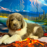AKC Newfie Puppies<br/>5 of 11 AKC Newfoundland Puppies