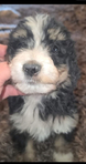 puppy<br/>Registered Standard Bernedoodles