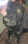 puppy<br/>AKC standard poodles