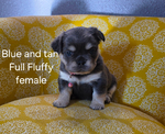 French Bulldog puppies
