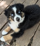 ASDR Pure Bred Miniature Australian Shepards