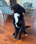 Bernedoodles!<br/>Have you ever had a puppy smile at you?