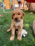 Dark Red Golden Retriever Puppies<br/>Dark Red Golden Retriever puppies