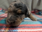 puppy<br/>F1 Standard Bernedoodle