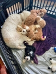 Dog<br/>8 stunning Golden Mtn. Doodle puppies for sale