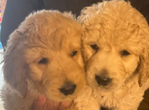 F1 Golden Doodle Puppies<br/>Ready 2/15/26-- 1 female, 2 males
