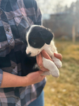 Puppies - Aussie/Border Collie/Cattle Dog/Brittany<br/>Fully Socialized, well-loved farm and family dogs