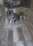 French Bulldog AKC <br/>AKC French bulldog