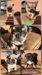 French Bulldog AKC<br/>Akc French Bulldog pups