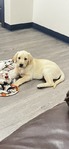 Labrador Retriever<br/>AKC Labrador puppies