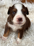 Miniature Australian Shepard Puppies<br/>Pure Bred ASDR Registered