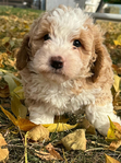 Puppies<br/>Micro Mini Bernedoodles and Corgipoo