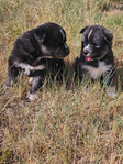 Siberian Husky Puppies