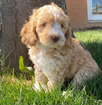 Puppies<br/>AKC Moyen Poodles and Micro and  Mini Bernedoodles