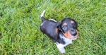 AKC DACHSHUND PUPPY<br/>ONE PUP LEFT!