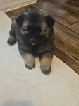 Keeshond Puppies