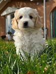 Puppies<br/>Micro Mini Bernedoodles and Corgipoo