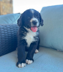 Bernedoodle Mountain Puppies!<br/>Our beautiful Bernedoodle Puppies will be ready to go home to their forever families the week of July Fourth!
